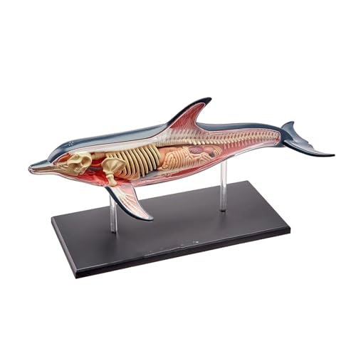 Amazon.co.jp: 人体解剖モデル 4D-Vision イルカ解剖学モデル、動物